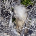 hutia_desmarest_chiq_jar_v_0111_cub2226.jpg